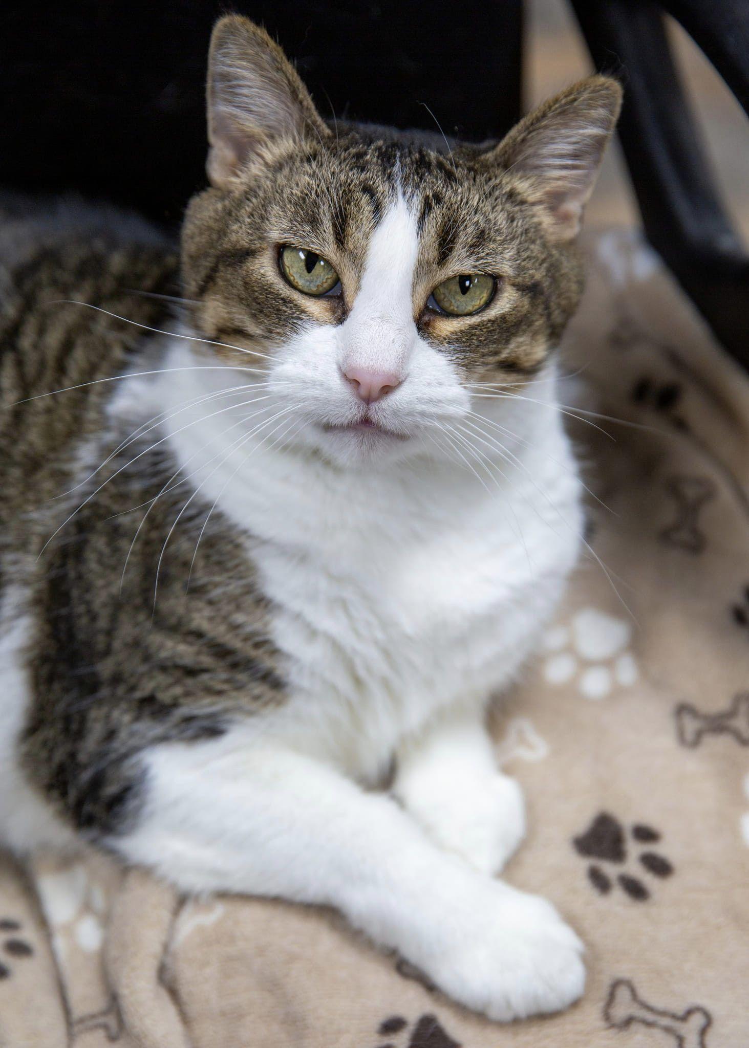 Sparkle, a Adoptable Domestic Short Hair in St. Ann, MO image 1/3