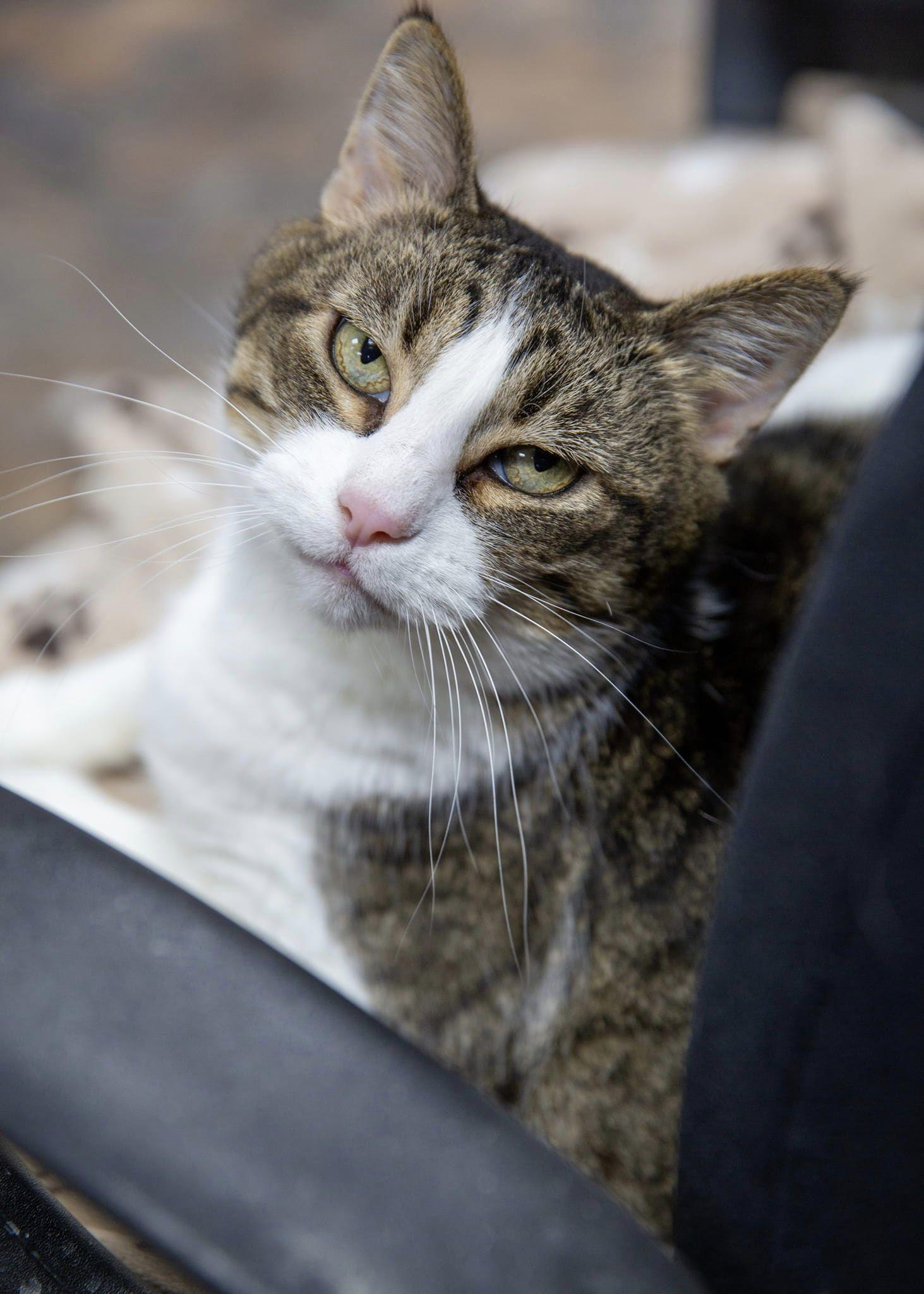 Sparkle, a Adoptable Domestic Short Hair in St. Ann, MO image 2/3