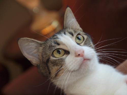Sparkle, a Adoptable Domestic Short Hair in St. Ann, MO image 3/3