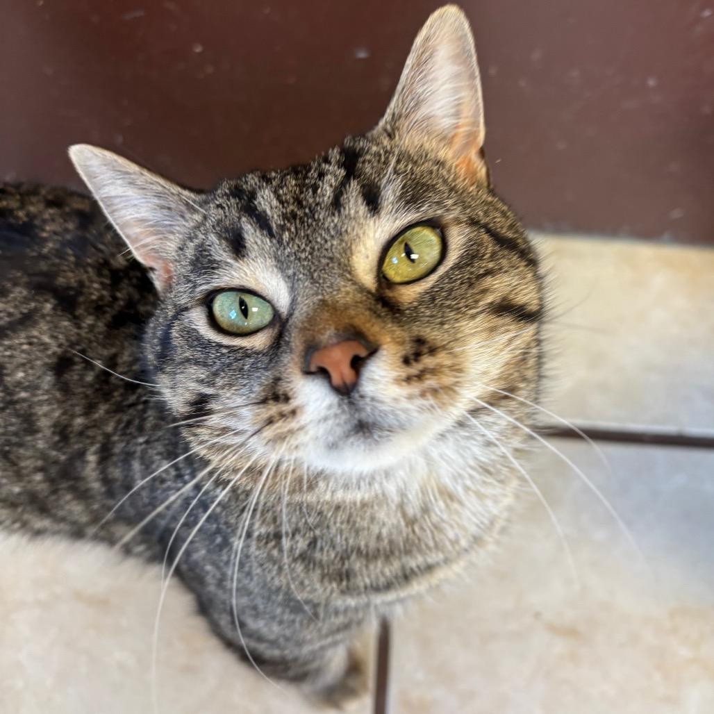 Enlarge Tab, a ADOPTABLE Domestic Short Hair in Chippewa Falls, WI image 1/2