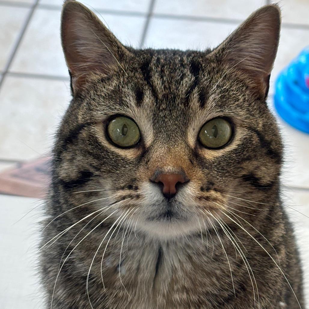 Enlarge Tab, a ADOPTABLE Domestic Short Hair in Chippewa Falls, WI image 2/2