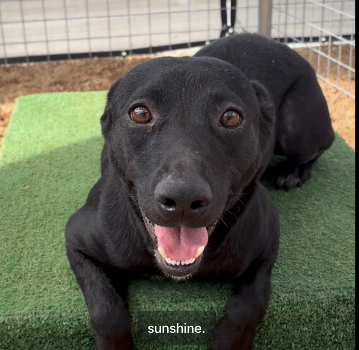 Tony, a Adoptable mixed breed in Austin, TX image 3/3