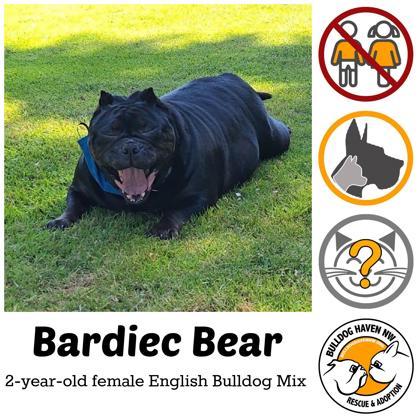 Enlarge BARDIEC BEAR, a ADOPTABLE mixed breed in Bonney Lake, WA image 1/3