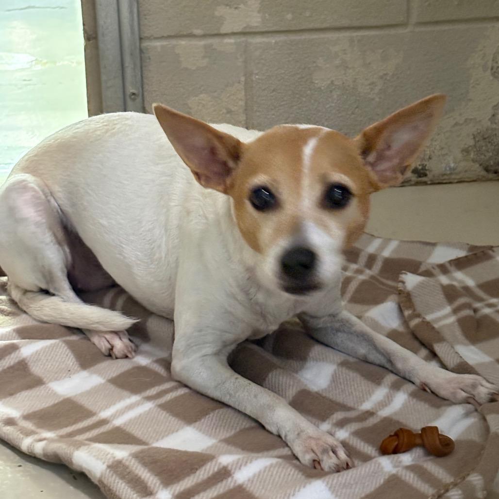 Dumpling, Adoptable, Adult Female Mixed Breed.