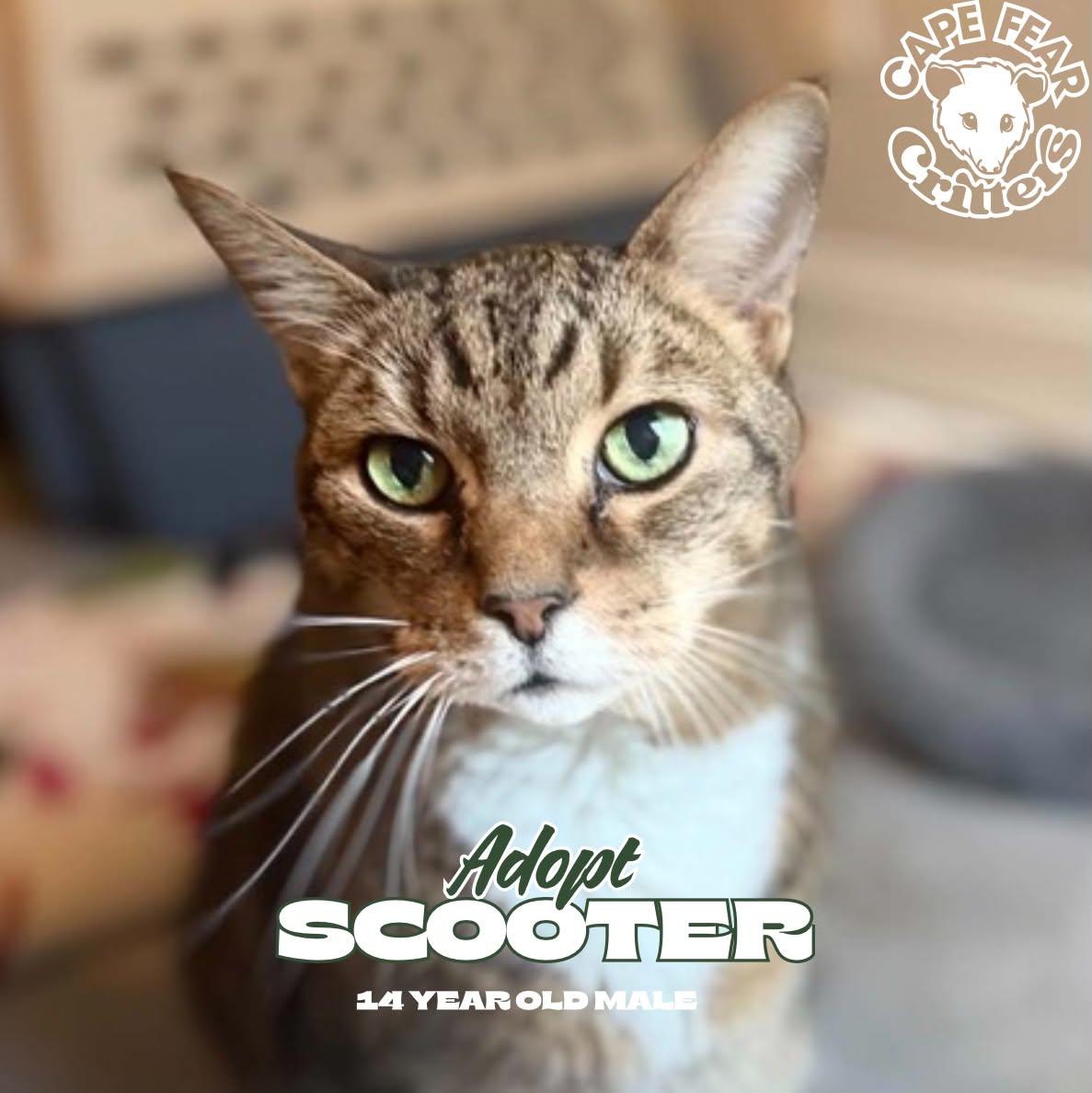 Scooter, Adoptable, Senior Male Domestic Short Hair.