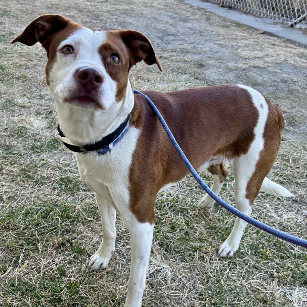 Jet, Adoptable, Adult Male Pit Bull Terrier & Mixed Breed.