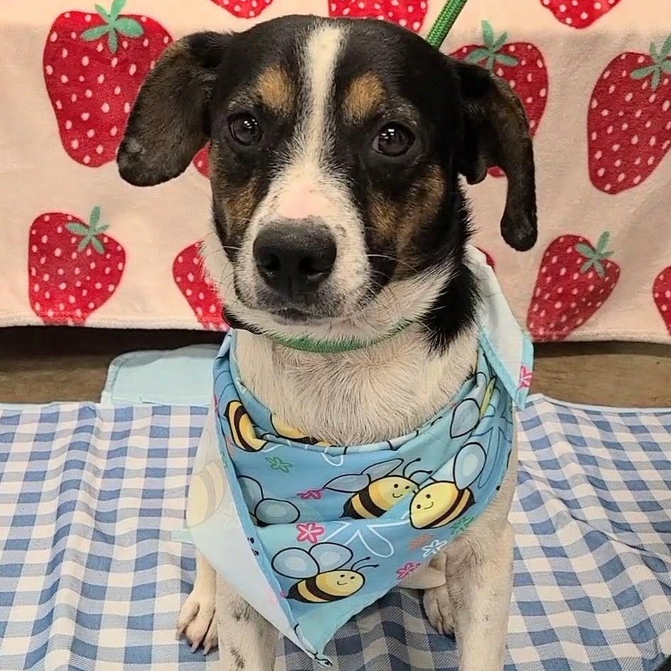 Enlarge Ravioli, a Adoptable Mixed Breed in Woolwich, ME image 2/2