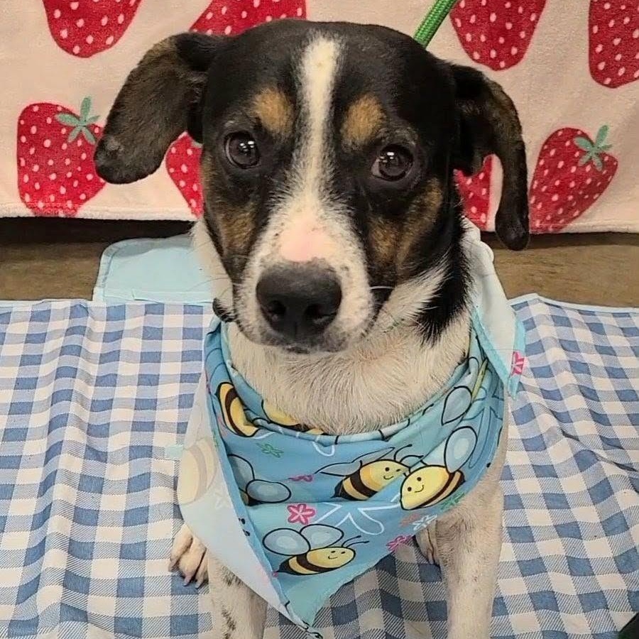 Ravioli, Adoptable, Adult Male Mixed Breed.