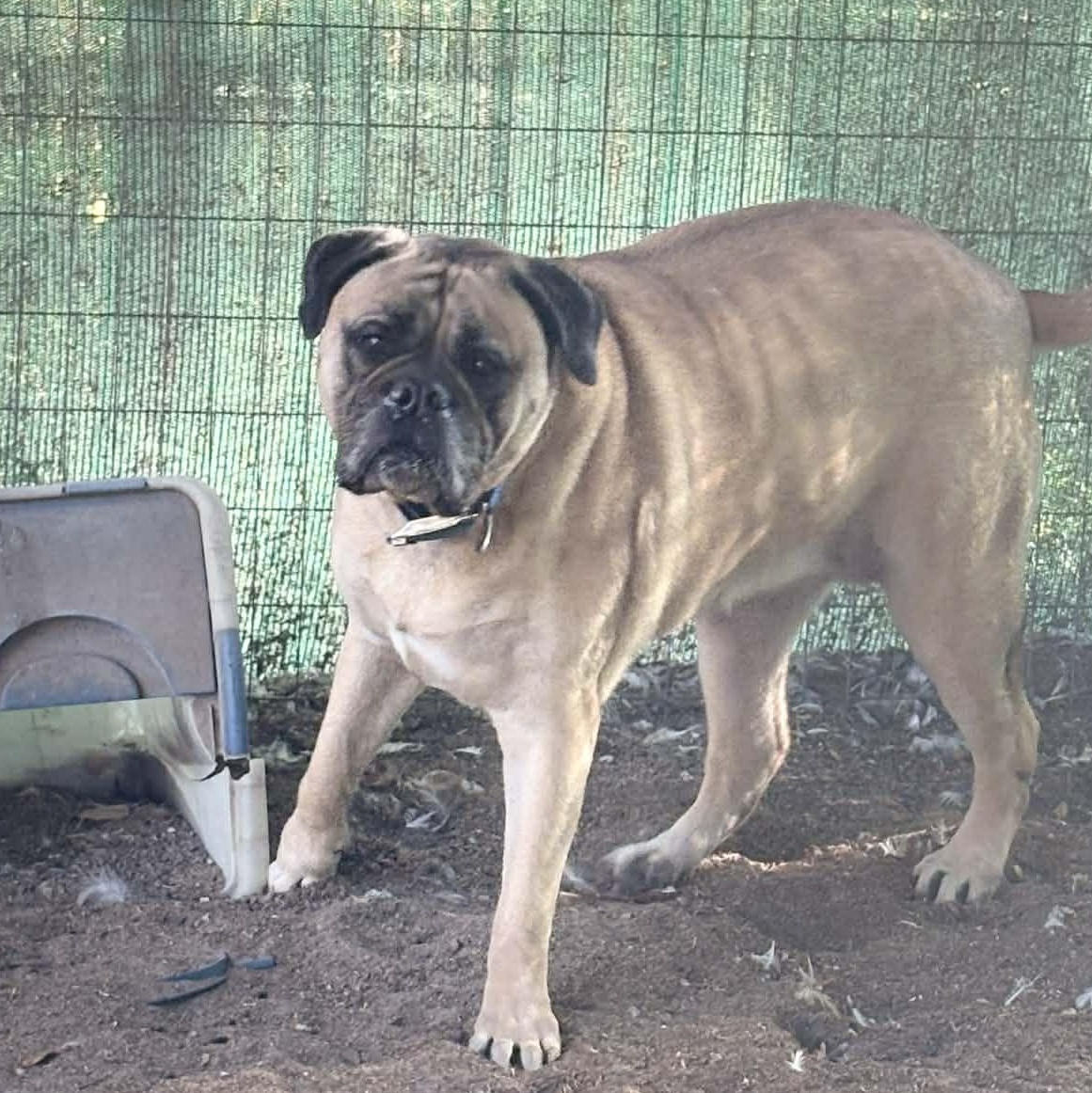 Enlarge Maddie - FL, a ADOPTABLE Bullmastiff in Gainesville, FL image 3/5