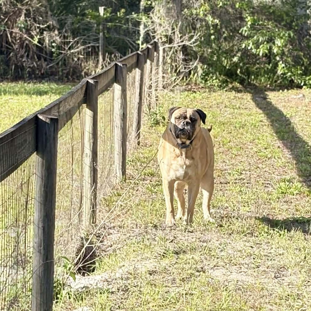 Enlarge Maddie - FL, a ADOPTABLE Bullmastiff in Gainesville, FL image 5/5