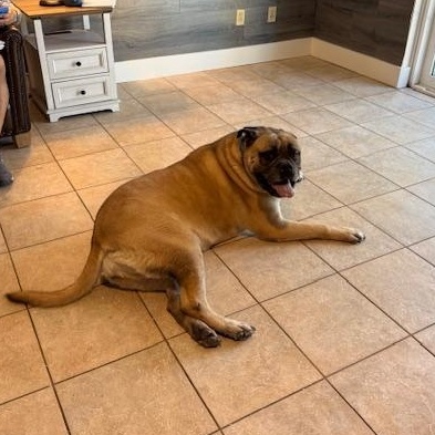 Enlarge Maddie - FL, a ADOPTABLE Bullmastiff in Gainesville, FL image 4/5