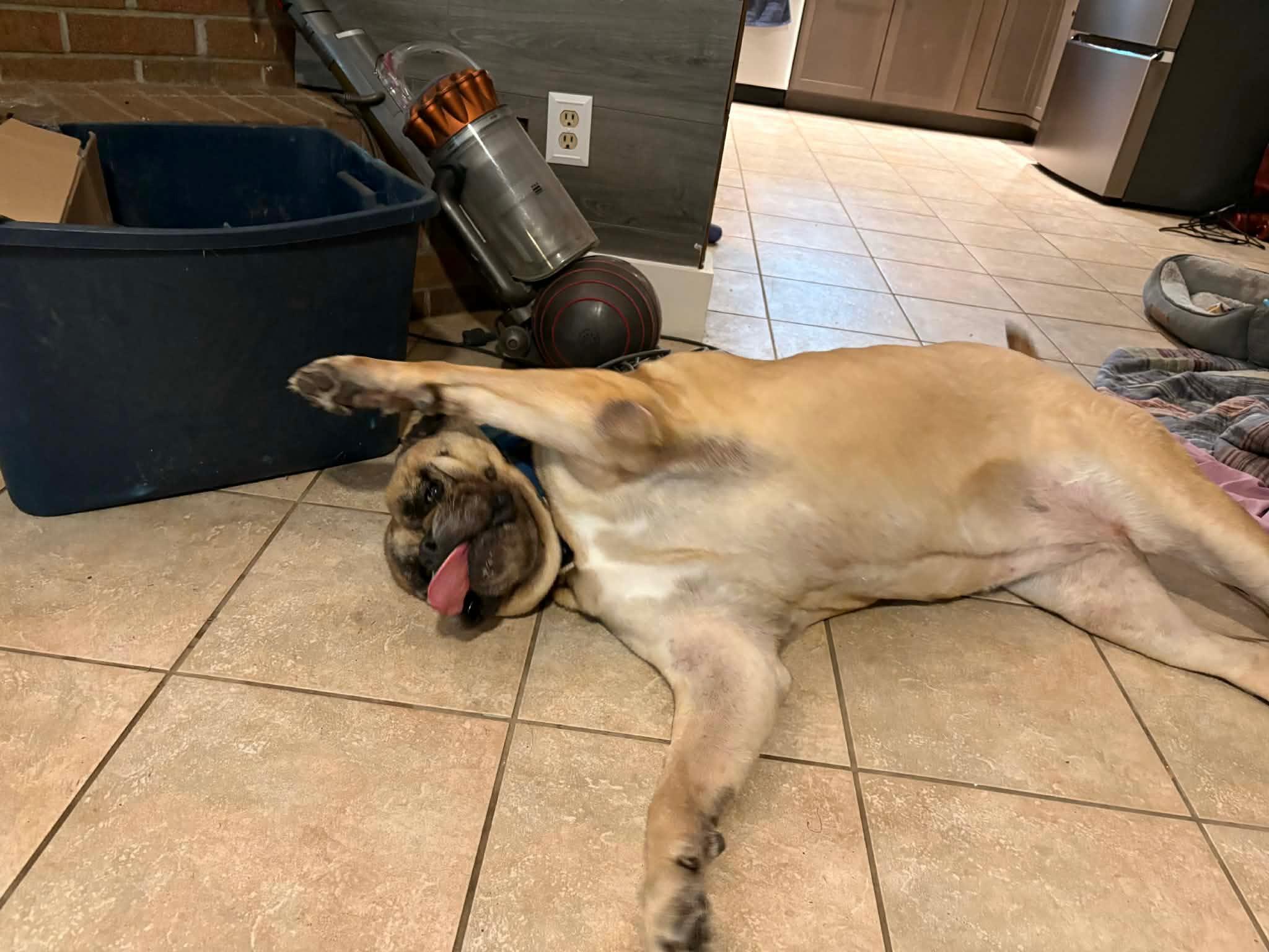 Enlarge Maddie - FL, a ADOPTABLE Bullmastiff in Gainesville, FL image 2/5