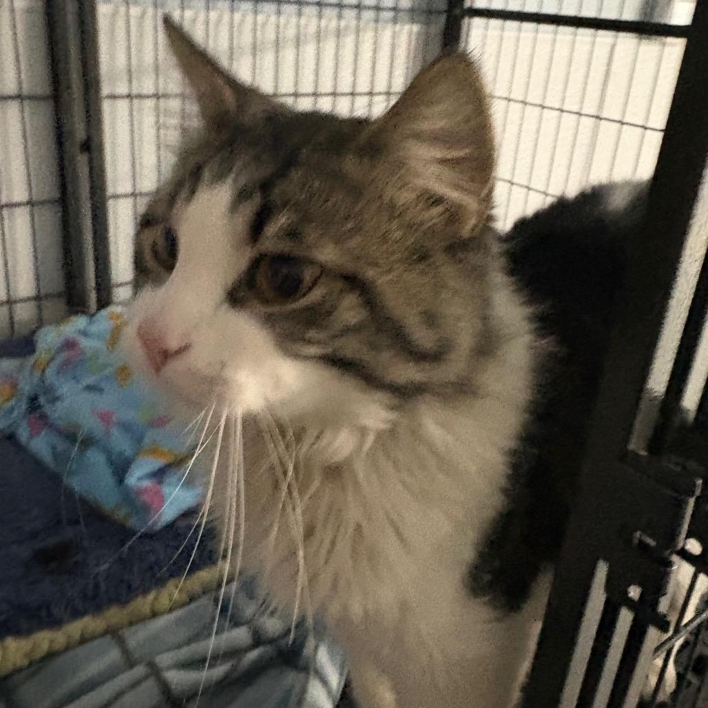 Enlarge Opal , a ADOPTABLE Domestic Medium Hair in Crookston, MN image 2/2