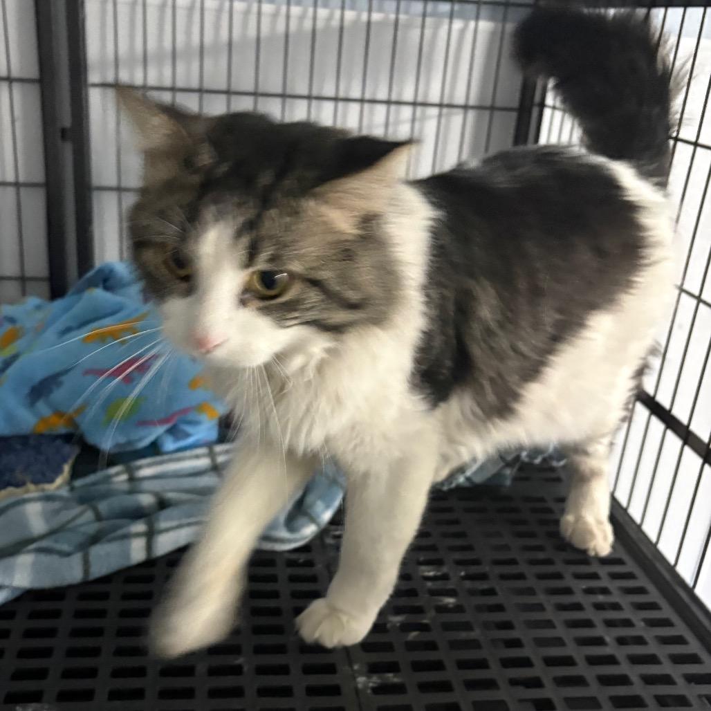 Opal , ADOPTABLE, Adult Male Domestic Medium Hair.