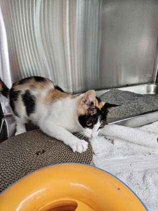 Ivy, a Adoptable mixed breed in Pleasanton, CA image 1/3