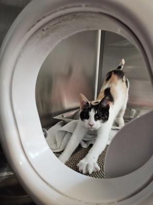 Ivy, a Adoptable mixed breed in Pleasanton, CA image 2/3