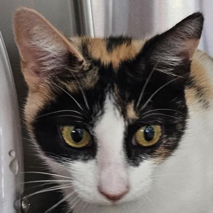 Ivy, a Adoptable mixed breed in Pleasanton, CA image 3/3