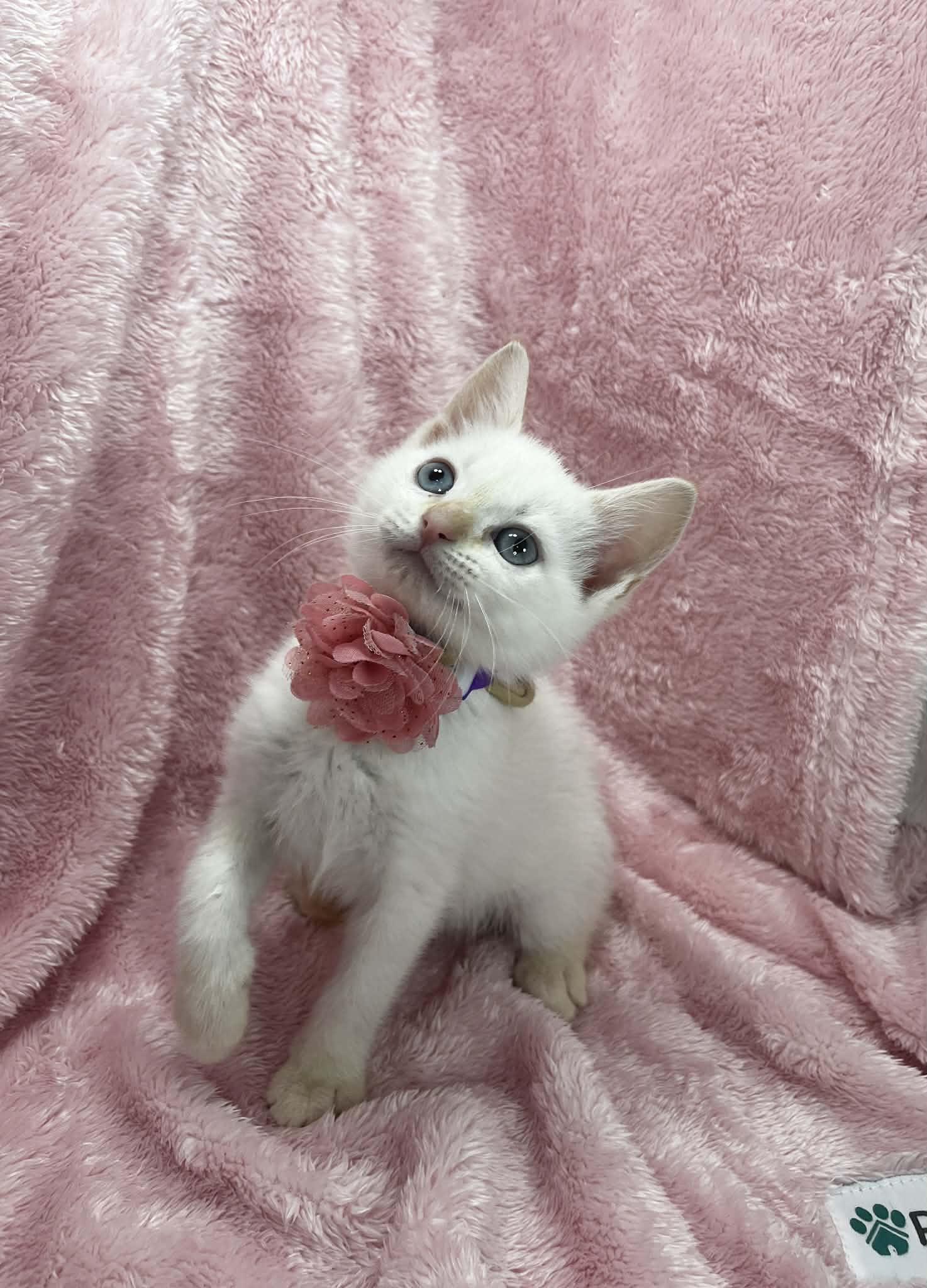 Enlarge Radium, a ADOPTABLE mixed breed in Tavares, FL image 2/3