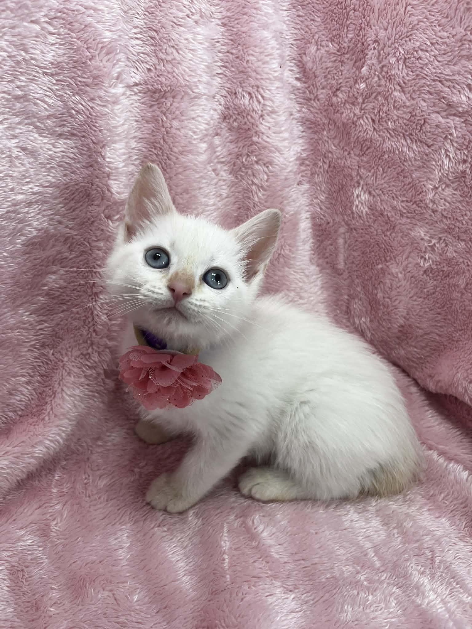 Radium, ADOPTABLE, Kitten Female Siamese & Domestic Short Hair.