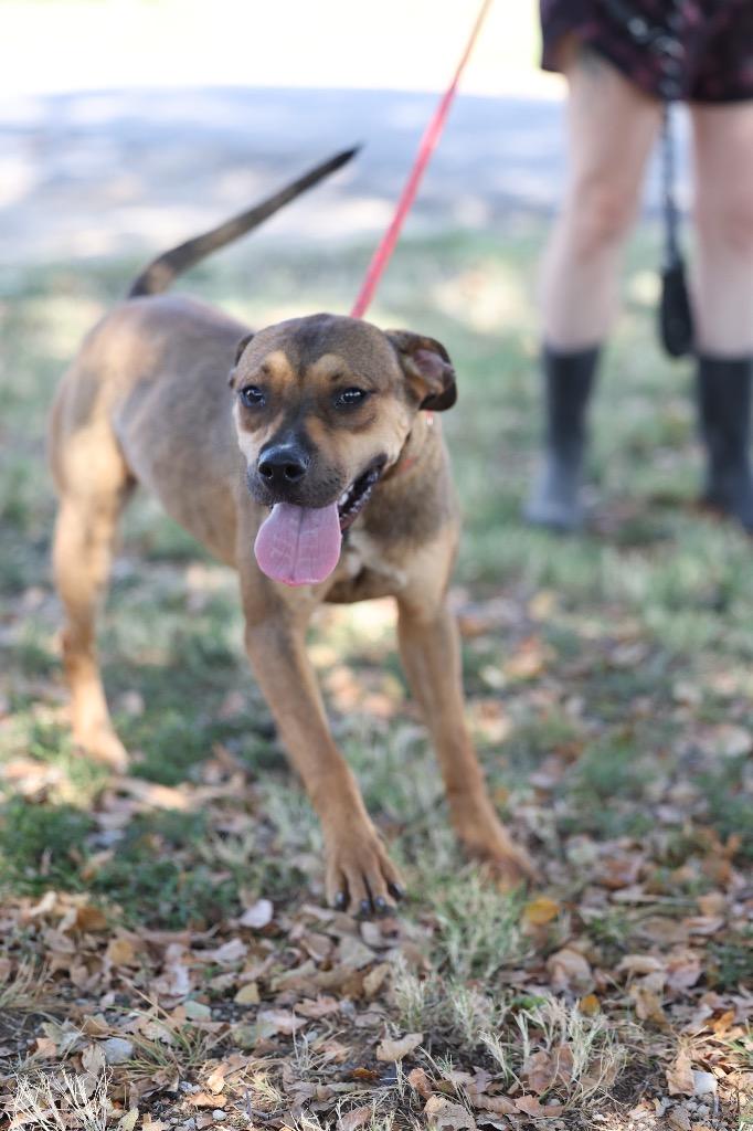 Enlarge Tinker, a Adoptable mixed breed in Dyersburg, TN image 1/3