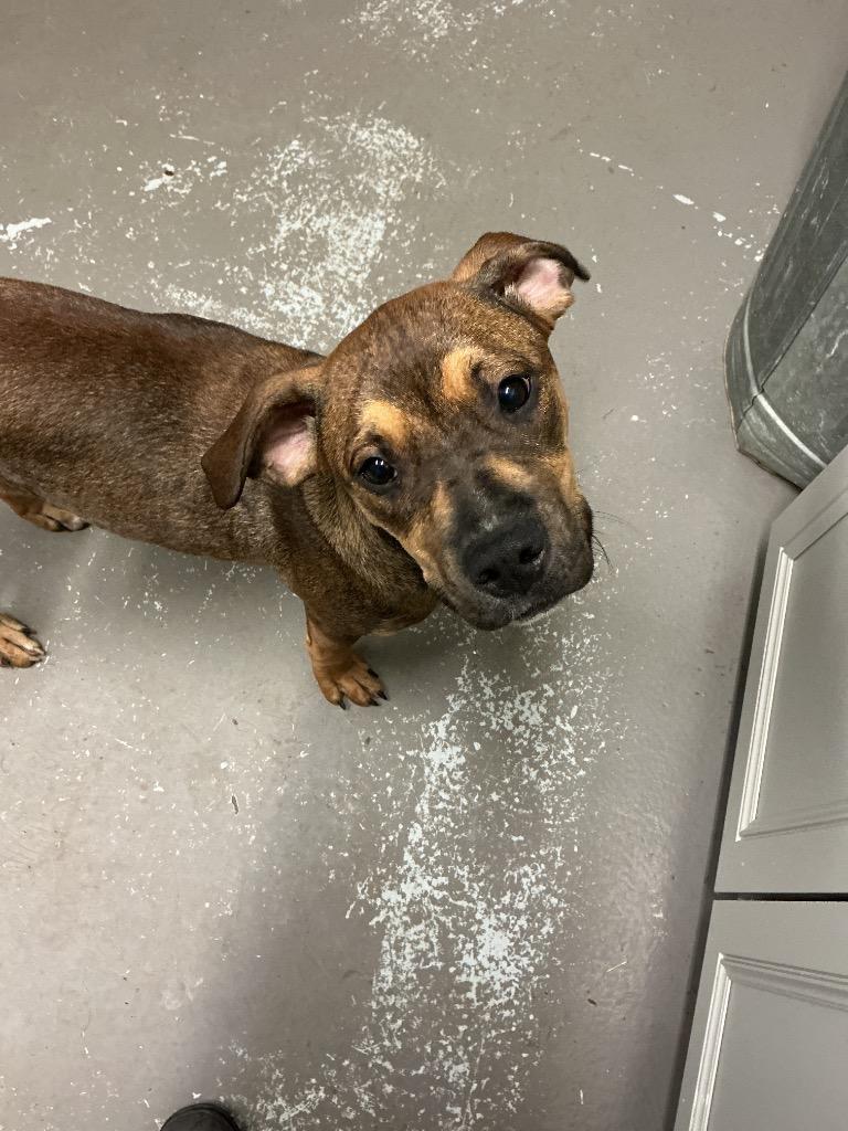 Enlarge Tinker, a Adoptable mixed breed in Dyersburg, TN image 1/1