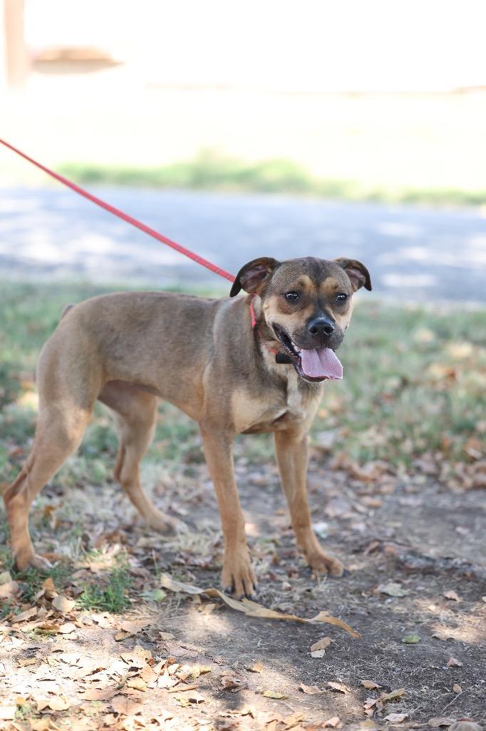 Enlarge Tinker, a Adoptable mixed breed in Dyersburg, TN image 3/3