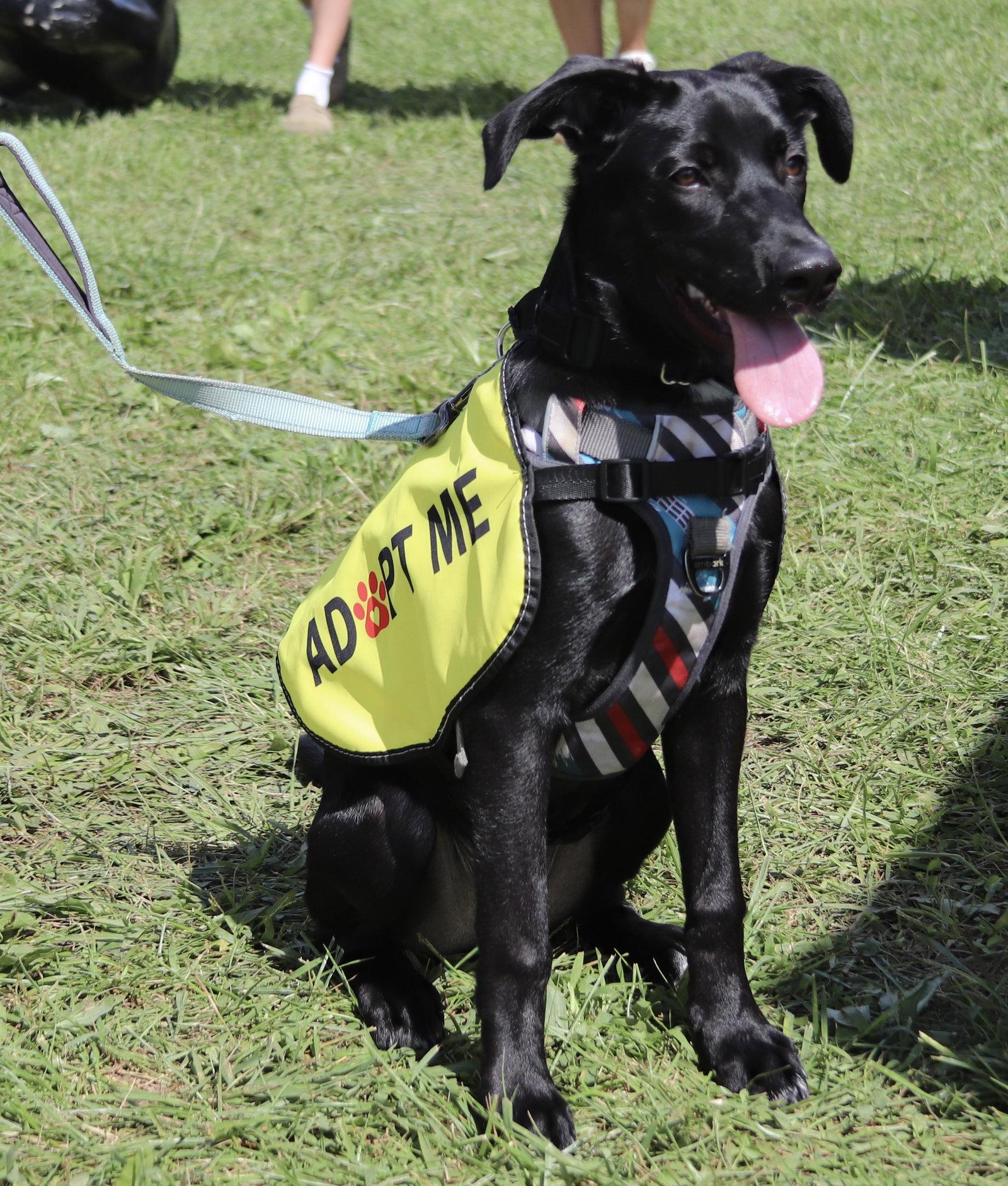 Enlarge Arlo, a Adoptable mixed breed in Spring City, PA image 2/2
