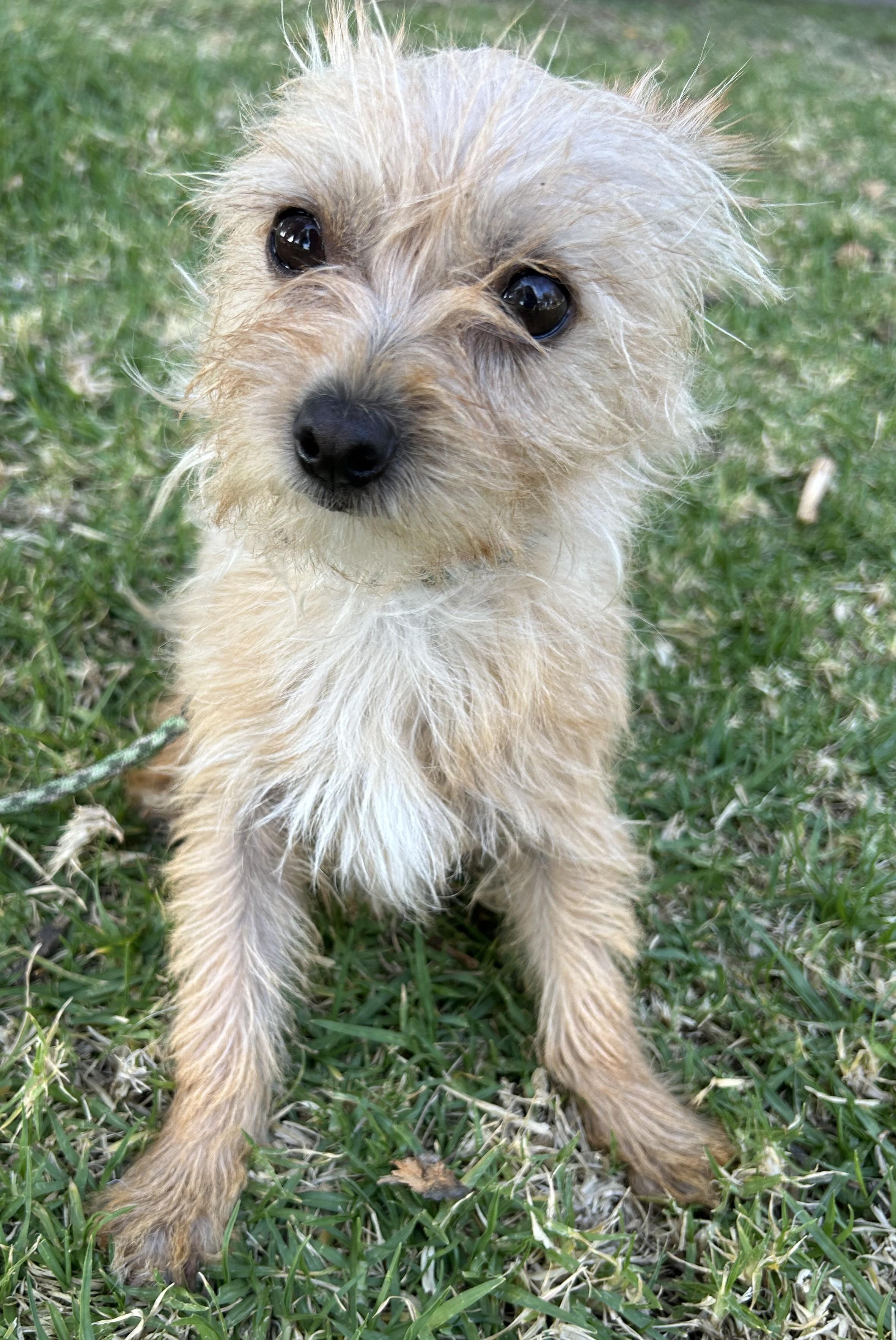 MISSY, an adopted mixed breed in Bell Gardens, CA image 5/6