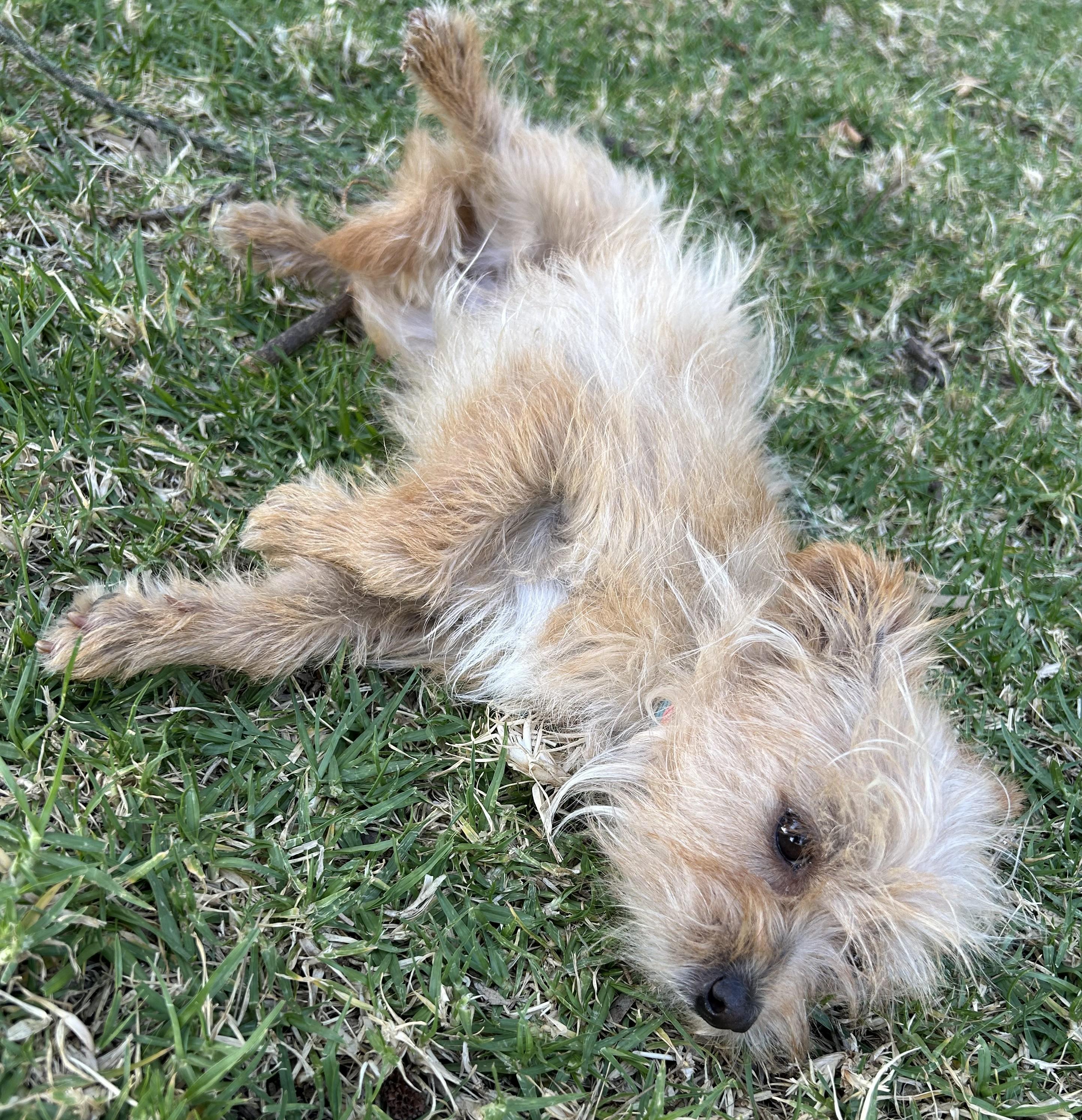 MISSY, an adopted mixed breed in Bell Gardens, CA image 4/6