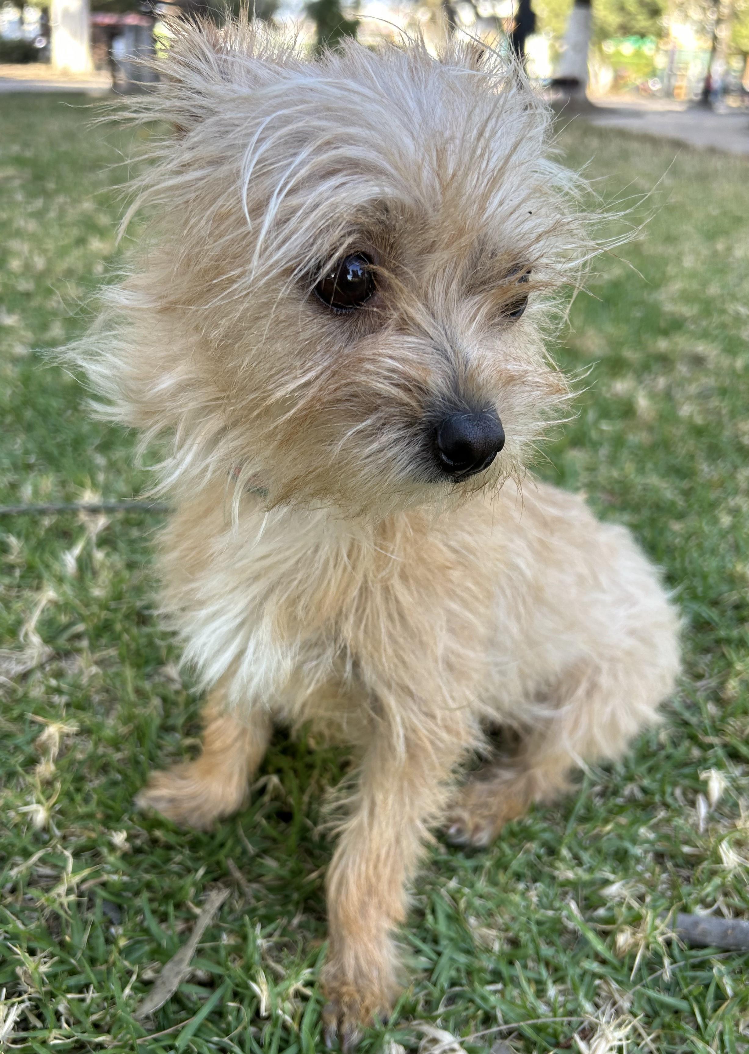 MISSY, an adopted mixed breed in Bell Gardens, CA image 2/6