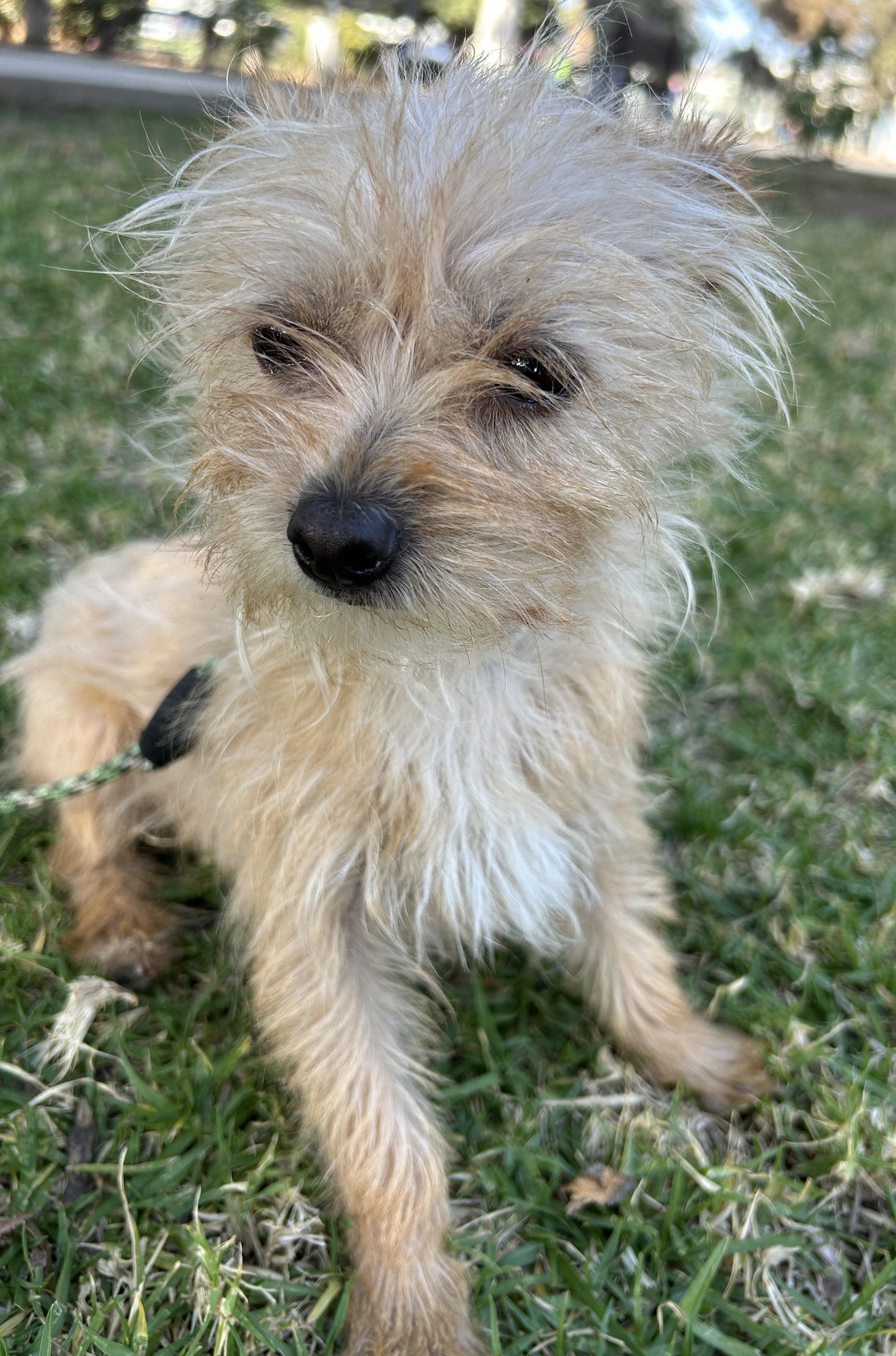 MISSY, an adopted mixed breed in Bell Gardens, CA image 3/6
