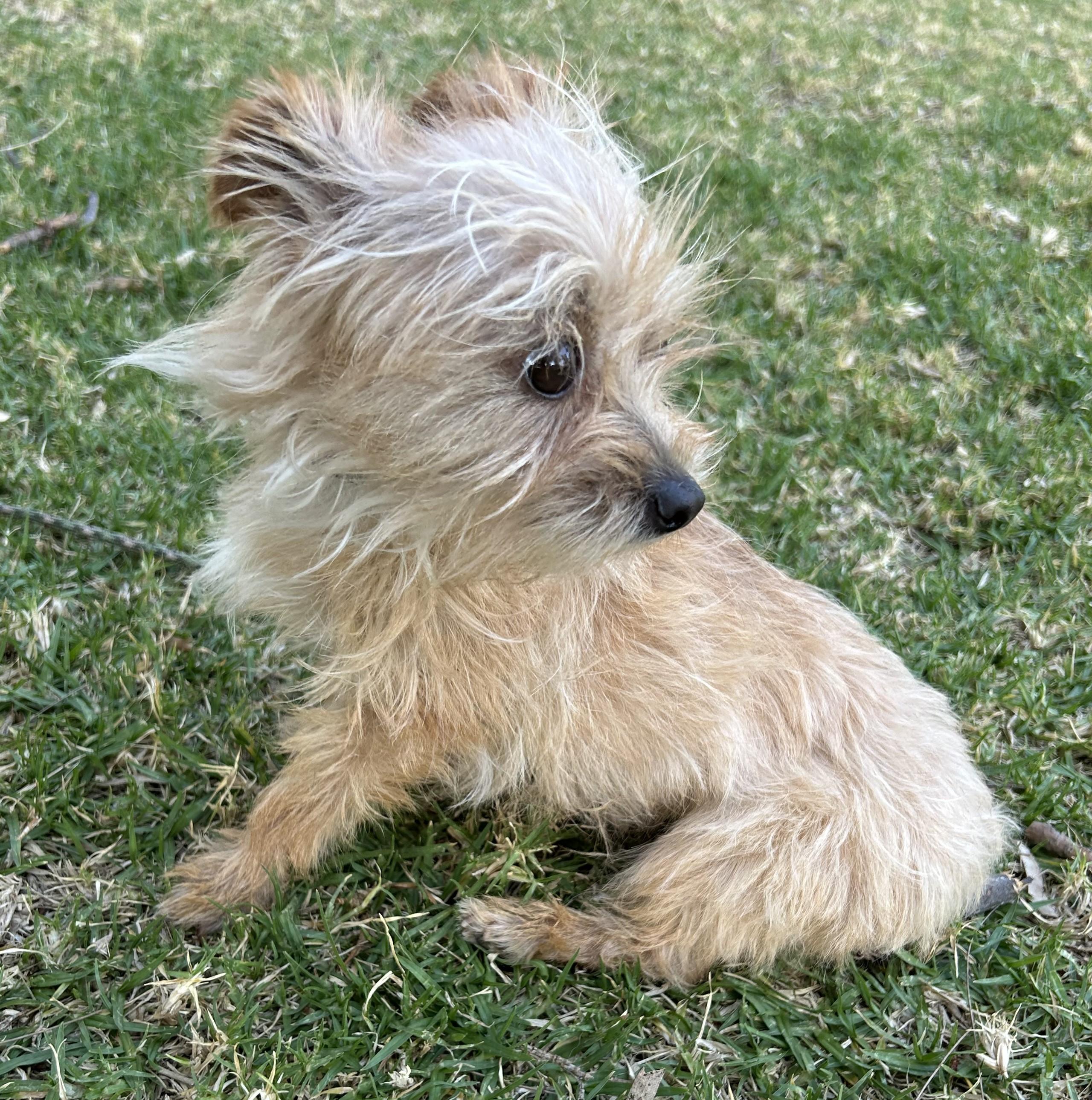 MISSY, adopted, Young Female Cairn Terrier.