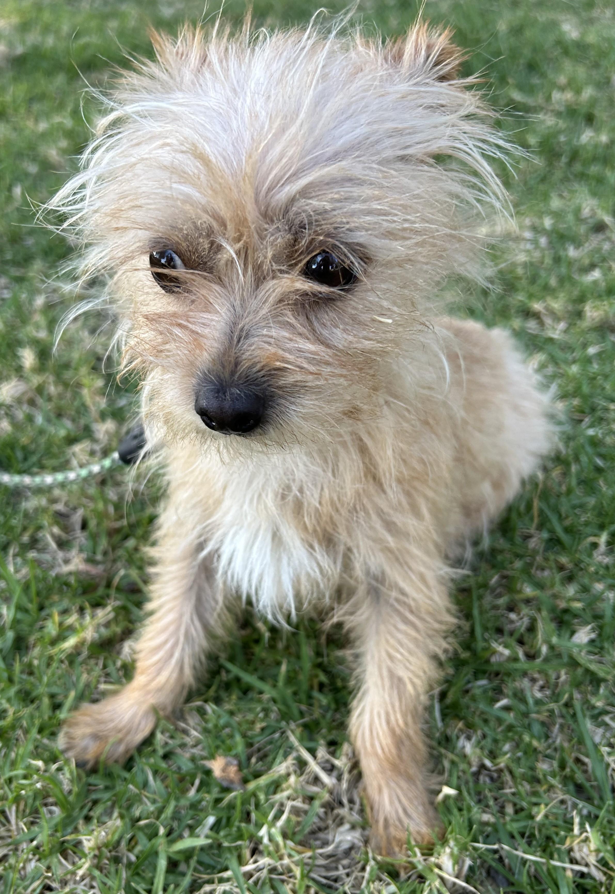 MISSY, an adopted mixed breed in Bell Gardens, CA image 6/6