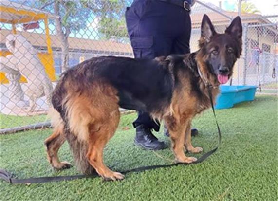 LEILA, Adoptable, Adult Female German Shepherd Dog.