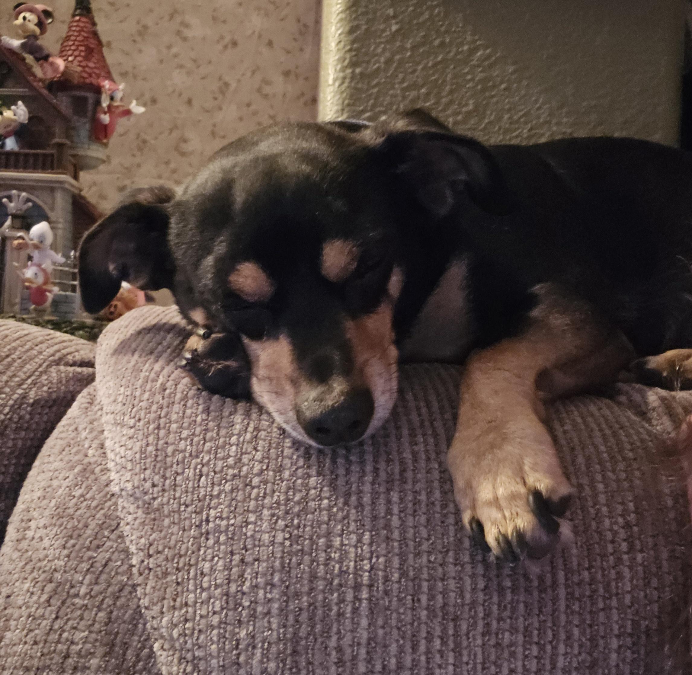 Enlarge Boo, a ADOPTABLE mixed breed in Stockton, CA image 2/6