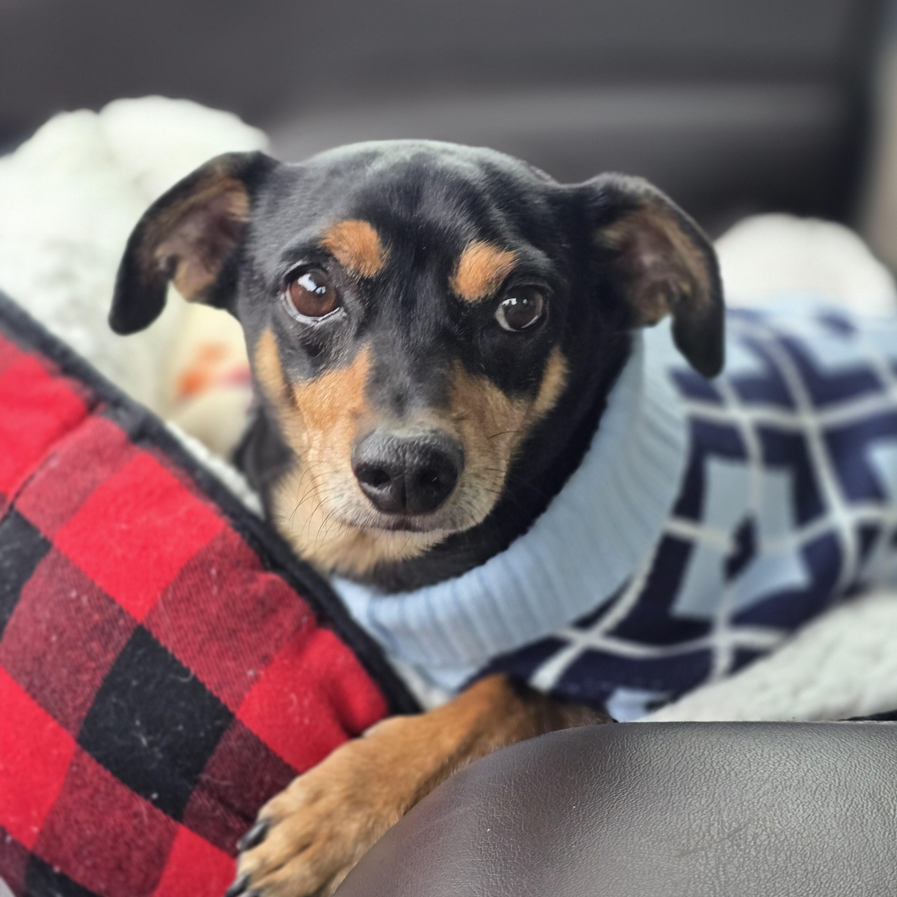 Enlarge Boo, a ADOPTABLE mixed breed in Stockton, CA image 1/6