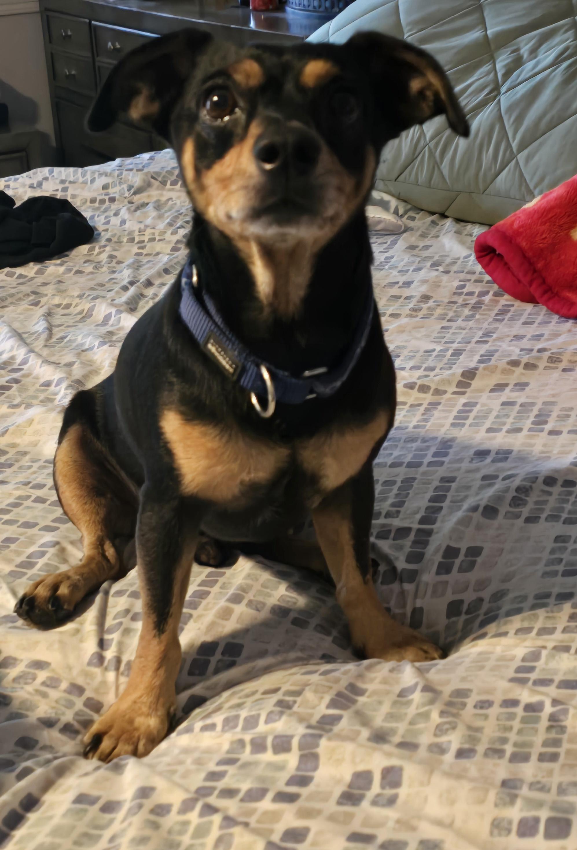 Enlarge Boo, a ADOPTABLE mixed breed in Stockton, CA image 4/6