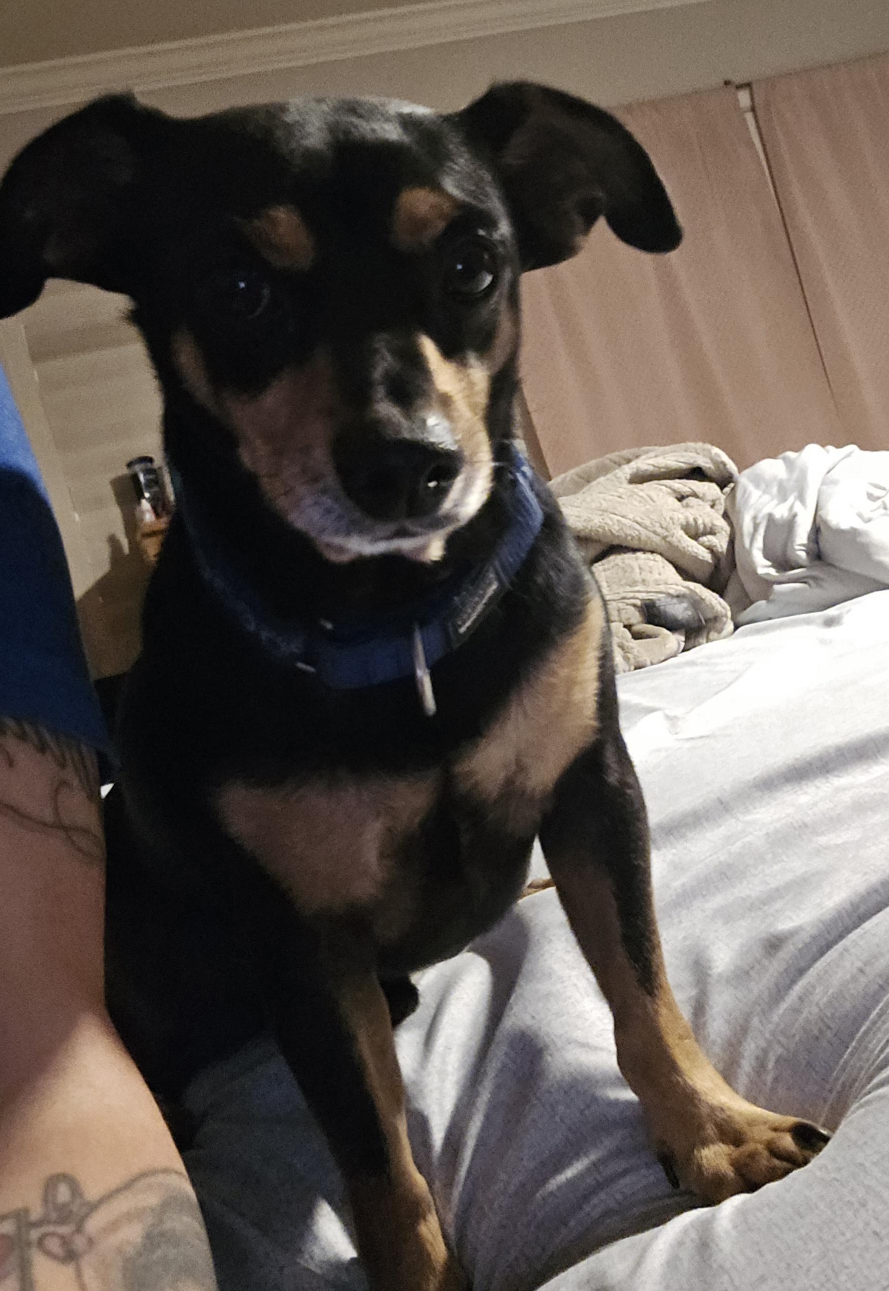 Enlarge Boo, a ADOPTABLE mixed breed in Stockton, CA image 6/6