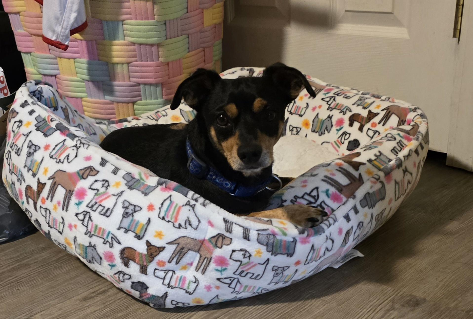 Enlarge Boo, a ADOPTABLE mixed breed in Stockton, CA image 3/6