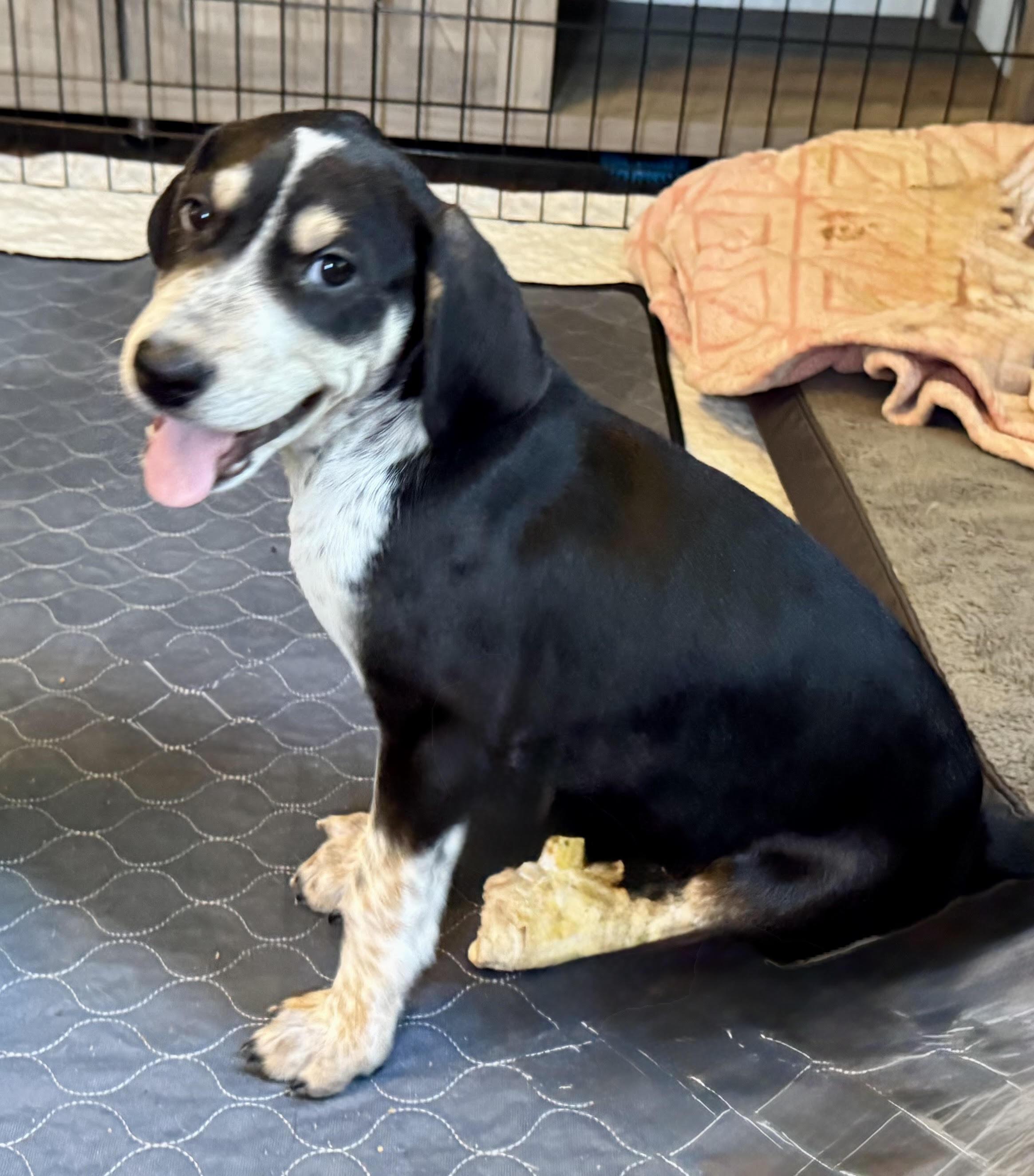 Enlarge Phoenix, a ADOPTABLE mixed breed in Maiden, NC image 3/5