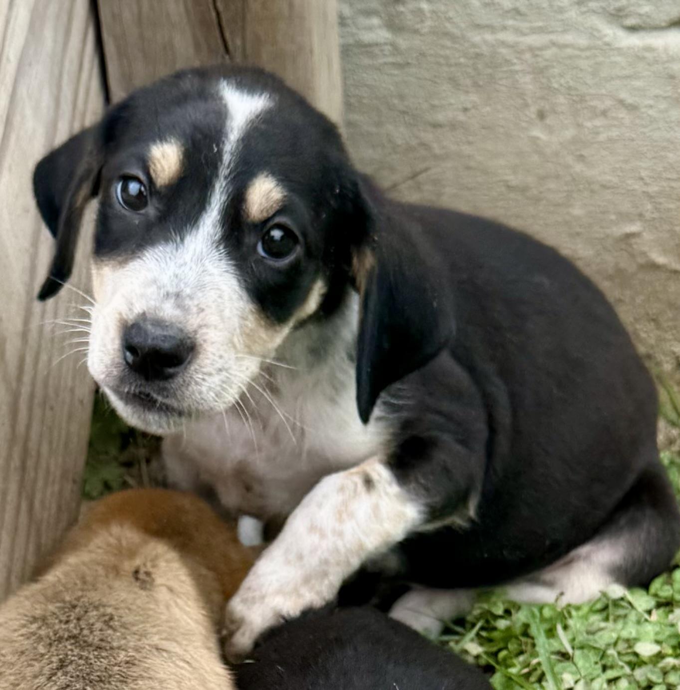 Enlarge Phoenix, a ADOPTABLE mixed breed in Maiden, NC image 2/5