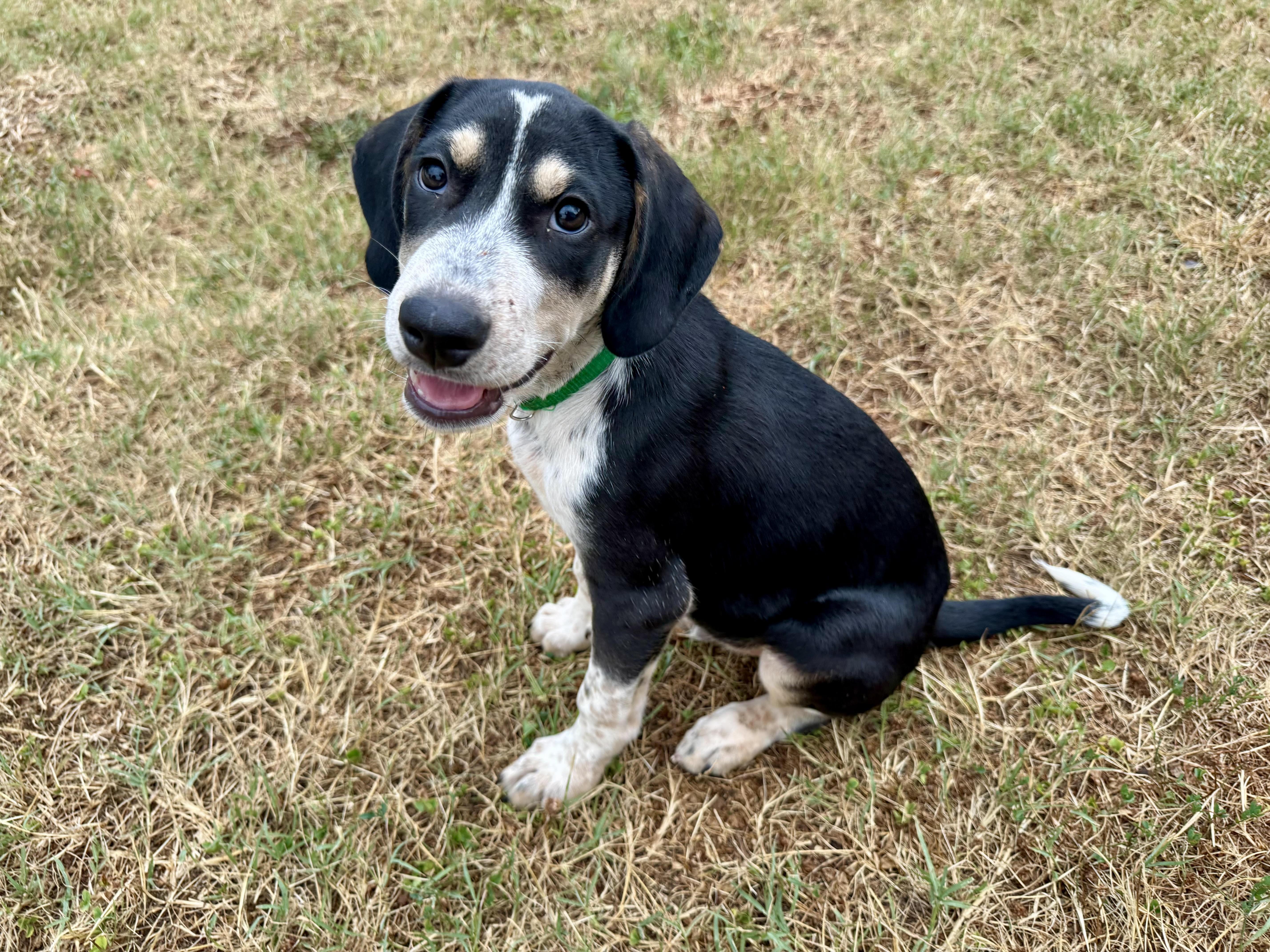 Enlarge Phoenix, a ADOPTABLE mixed breed in Maiden, NC image 2/5
