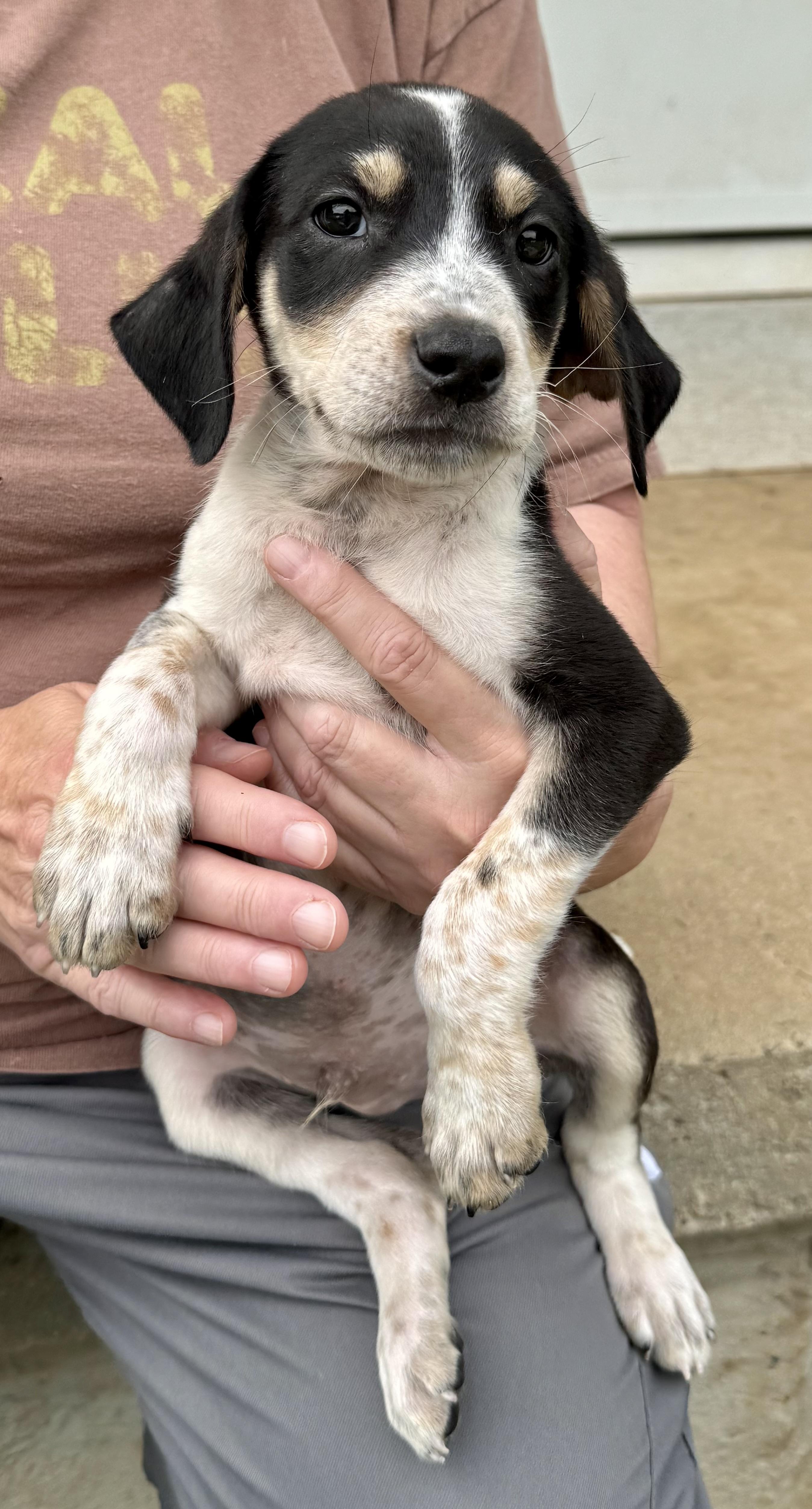 Enlarge Phoenix, a ADOPTABLE mixed breed in Maiden, NC image 3/5
