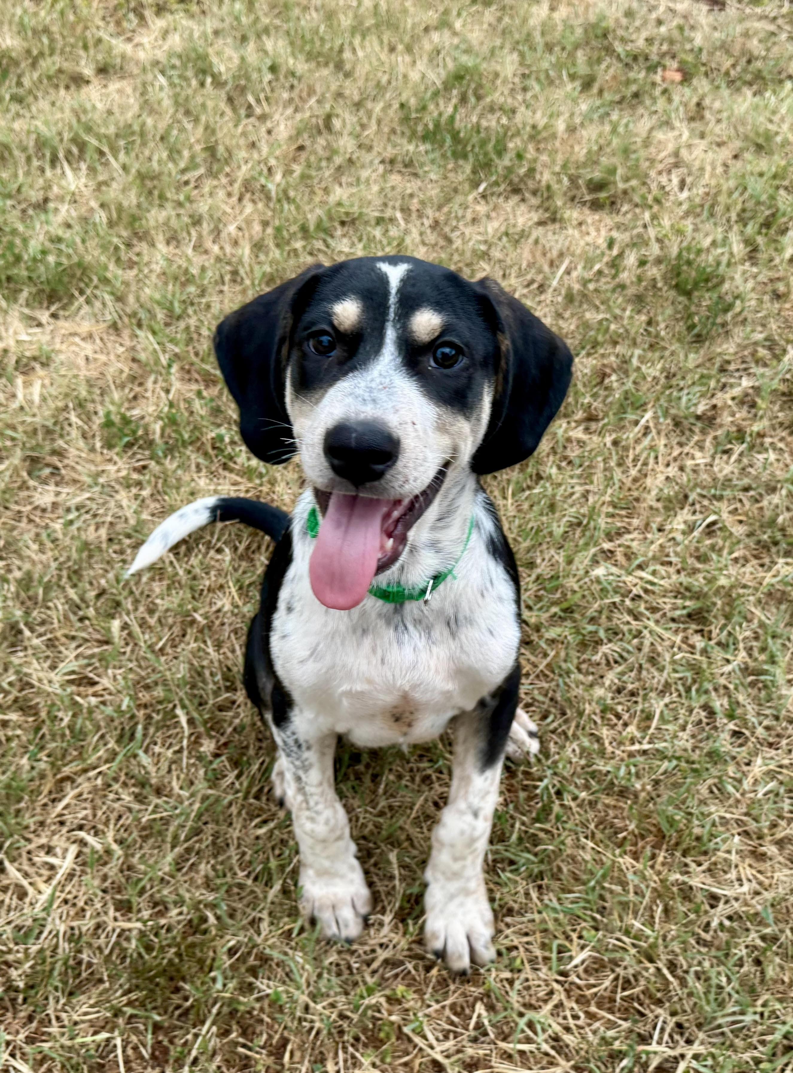 Enlarge Phoenix, a ADOPTABLE mixed breed in Maiden, NC image 1/5