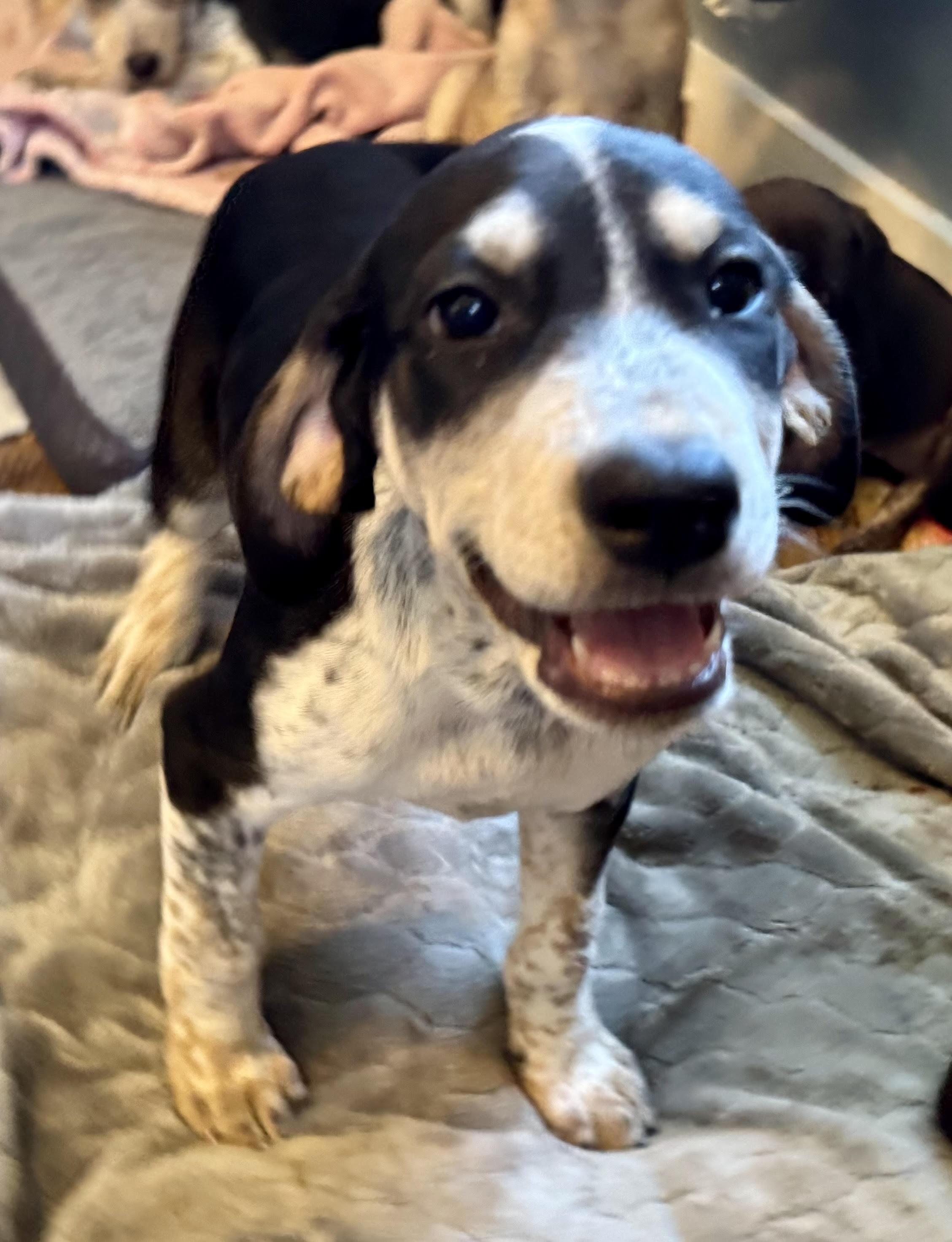 Enlarge Phoenix, a ADOPTABLE mixed breed in Maiden, NC image 5/5