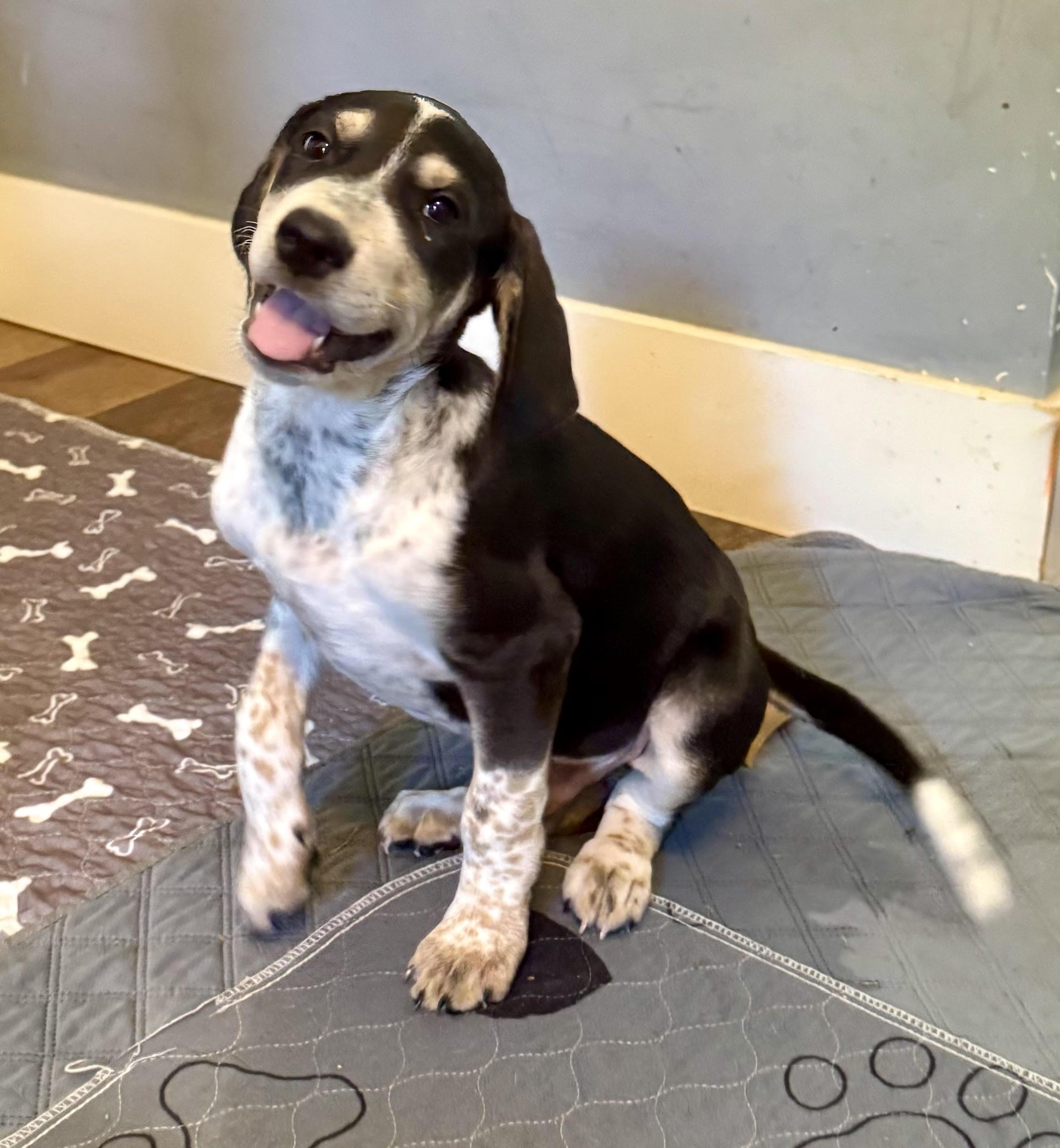 Enlarge Phoenix, a ADOPTABLE mixed breed in Maiden, NC image 4/5