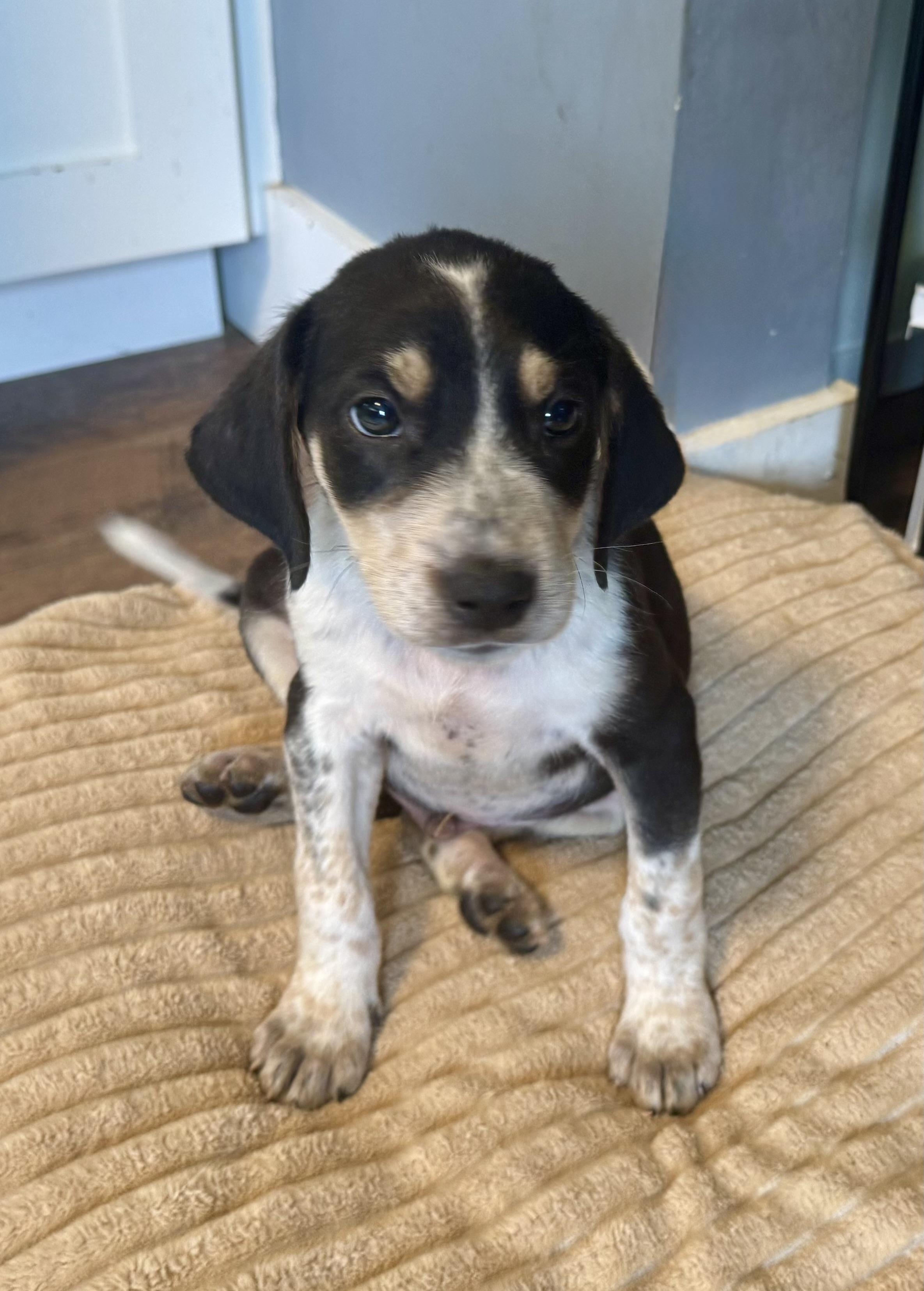 Enlarge Phoenix, a ADOPTABLE mixed breed in Maiden, NC image 4/5