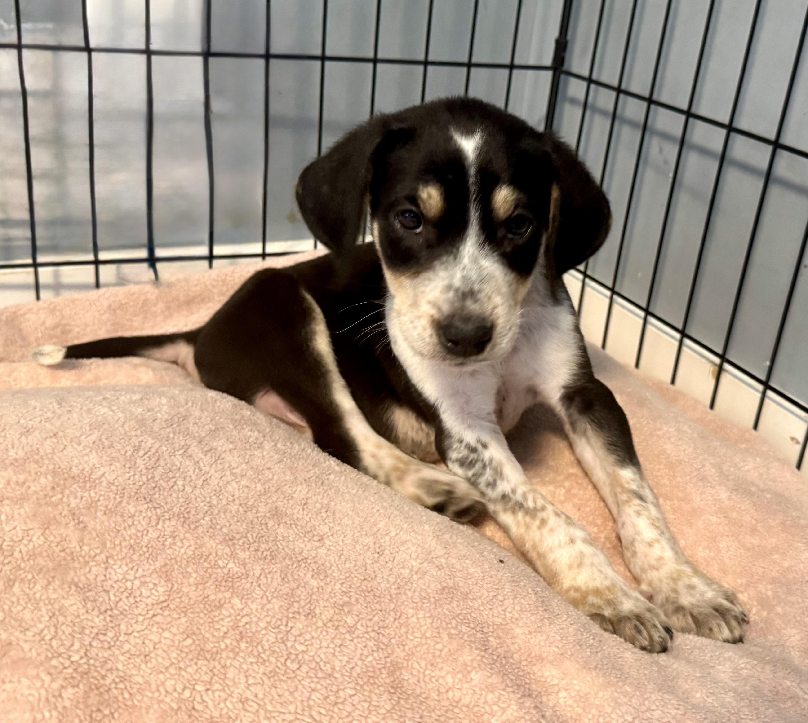 Enlarge Phoenix, a ADOPTABLE mixed breed in Maiden, NC image 5/5
