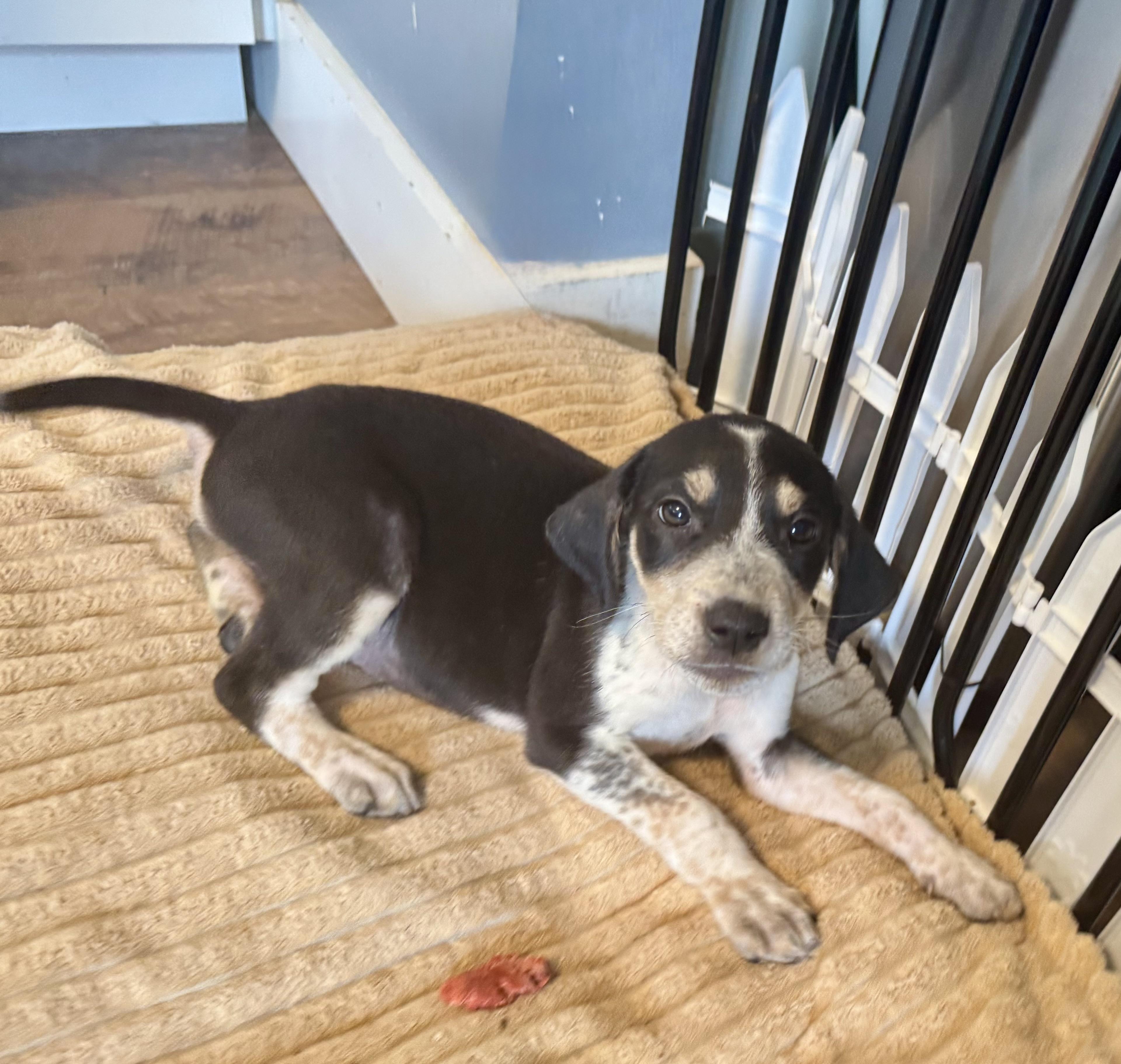Enlarge Phoenix, a ADOPTABLE mixed breed in Maiden, NC image 1/5