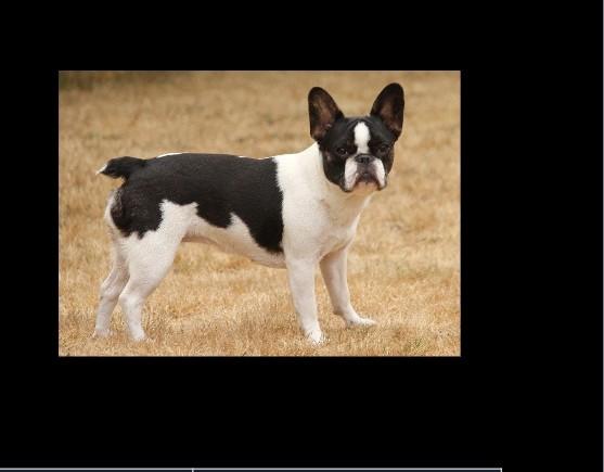 Sasha, ADOPTABLE, Adult Female French Bulldog.